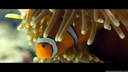 Make A Wave - Disneynature Oceans - Disney Movie Surfers