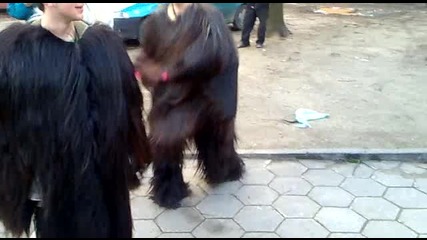 surva 2010