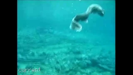 Странно морско животно