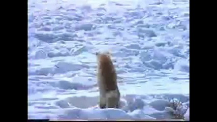 Top 10 Fastest Land Animals New