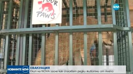 ЕВАКУАЦИЯ: Екип на NOVA засне как спасяват редки животни от Алепо