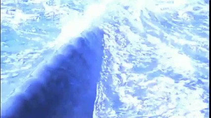 Emotional Chill Out Music Touch - Peaceful Grey Whales And Humpbacks Whales 