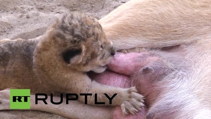 State of Palestine: Adorable lion cub nursed by a DOG at Gaza zoo