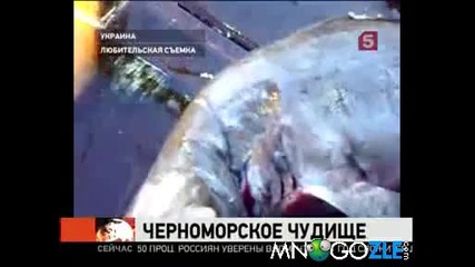 Неизвестно морско чудовище в Черно море