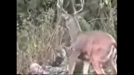 Отмъщението на елена 