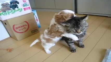 Най-търпеливото коте в света