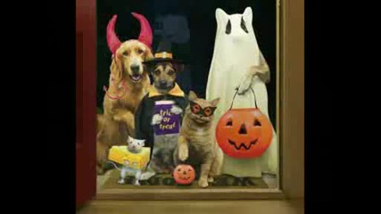 Funny Animals