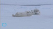 Polar Bear Metabolism Cannot Cope With Ice Loss