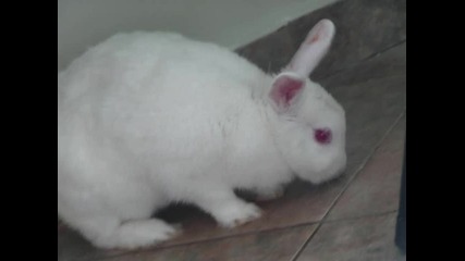 Едно клипче за най - сладкото зайче на света! Бъни! (hug) 