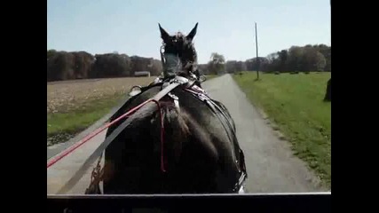amish buggy ride