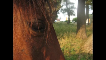 My life - horses 