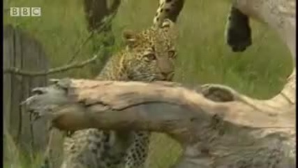 Leopards vs zebra - Bbc wildlife 