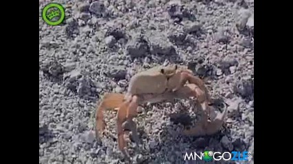 Морският Чък Норис