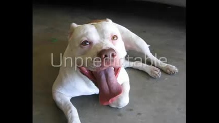 Bsl American Pit Bull Terrier