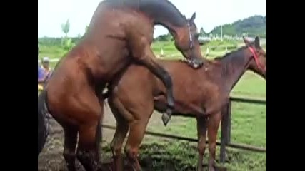 Любовта между конете ! (как се чивтосват конета) 