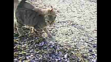 Cats Love
