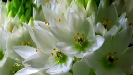 Yanni - For All Seasons