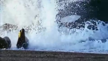 Косатка убиец, атакува морски лъвове 