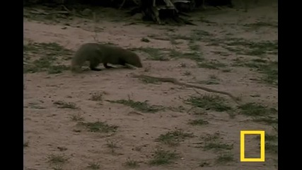 Филмче на Neshanal Geographic - Cobra vs. Mongoose