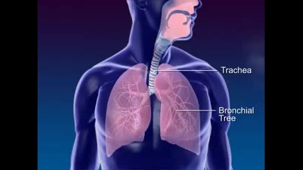 Функицията не белите дробове 