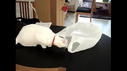 Причината поради която котките не бива да гледат какво има в найлоновите торбички! ха-ха
