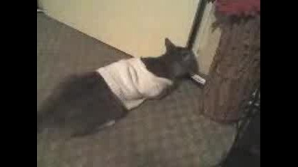 Облеченото Коте
