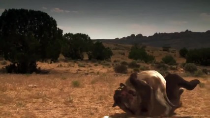Mv The Ancient Beast Fighting Belgesel Filmi Miss You Dj 2015 Hd Usa American Studio