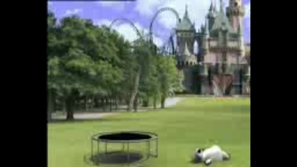 Bernard In The Park
