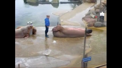Морж прави коремни преси