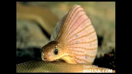 Snake Swallows Giant Egg