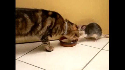 Гладен плъх краде млякото на котка под носа й (видео) - 24chasa.bg