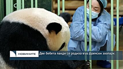 Две бебета панди се родиха във френски зоопарк