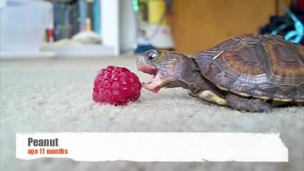 Малко костенурче яде малинка