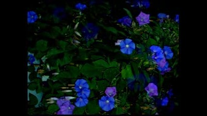 Tangerine Dream - Phaedra