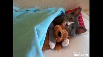 котка и плюшена играчка 