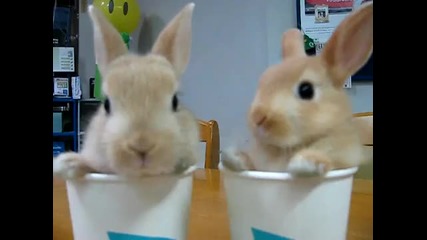 Две сладки малки зайчета в чашки 