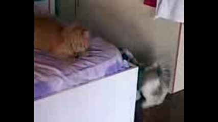 Куче И Котка Се Карат