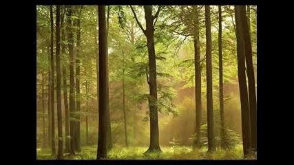 Dan Gibson - A Path To Solitude