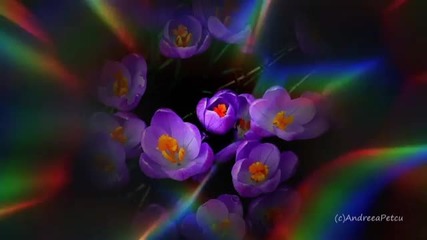 Waltz Of Beauty