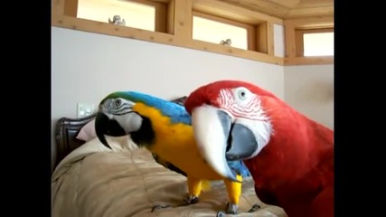 Папагалчетата Кона и Рио са големи сладури