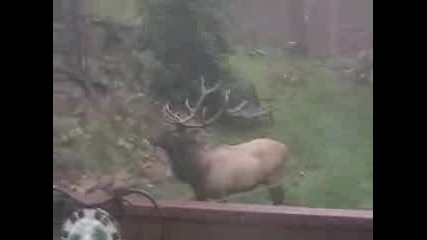 Elk