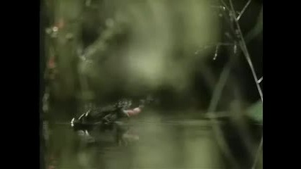 Яка Муха :d:d:d