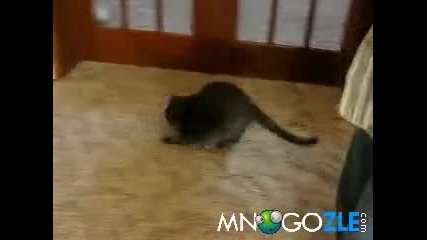 Коте срещу залепващо листче :д