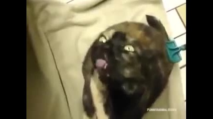 Ядосани котки