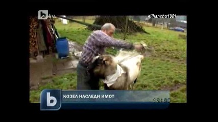 Козел Спаси Човешки Живот и стана Наследник на Имот 