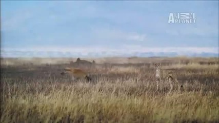 Wild Kingdom - Hyena Steals Cheetah Kill