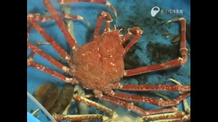 Учудващо огромен рак си сменя кожата