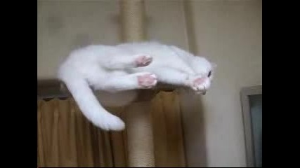 Котка Пада От Леглото Си