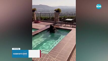 Мечка се забавлява в басейн в къща в Калифорния