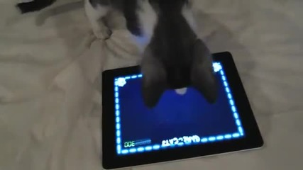 Сладко котенце играе на Ipad